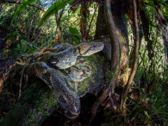 Madagascar tree boa in Andasibe-Mantadia National Park, Madagascar.