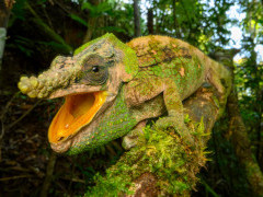 Malthe's green-eared chameleon in Andasibe-Mantadia National Park, Madagascar.