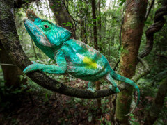 Parson's chameleon in Andasibe-Mantadia National Park, Madagascar.