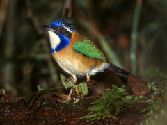 Pitta-like ground roller in Andasibe-Mantadia National Park, Madagascar.