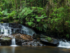 Sacred Waterfall, Piste Ranasoa, in Andasibe-Mantadia National Park, Madagascar.