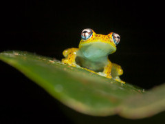 Tree frog in Andasibe-Mantadia National Park, Madagascar.