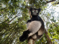 Indri in Madagascar.