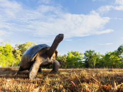 Aldabra giant tortoise in Anjajavy Private Reserve, Madagascar.