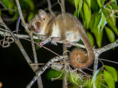Ambarijeby mouse lemur in Anjajavy Private Reserve, Madagascar.