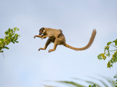 Common brown lemur in Anjajavy Private Reserve, Madagascar.