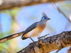 Crested coua in Anjajavy Private Reserve, Madagascar.