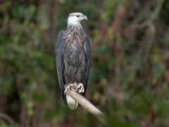 Madagascar fish eagle in Anjajavy Private Reserve, Madagascar.