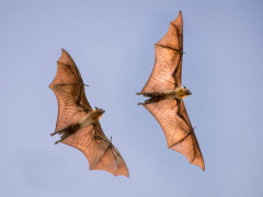 Madagascar flying fox in Anjajavy Private Reserve, Madagascar.