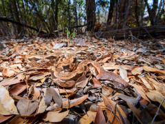 Madagascar ground boa in Anjajavy Private Reserve, Madagascar.