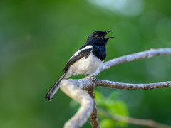 Madagascar magpie robin in Anjajavy Private Reserve, Madagascar.