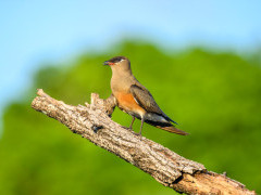 Madgascar pratincole in Anjajavy Private Reserve, Madagascar.