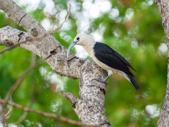 Sickle-billed vanga in Anjajavy Private Reserve, Madagascar.