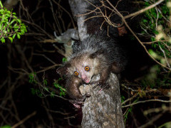 Aye aye (daubentonia madagascariensis) near Andranotsimaty Daraina, Madagascar.