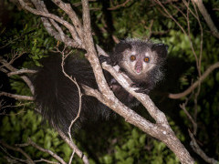 Aye-aye in Madagascar.