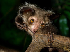Aye-aye in Madagascar.