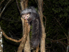 Aye-aye in Madagascar.
