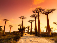 Baobab alley in Madagascar