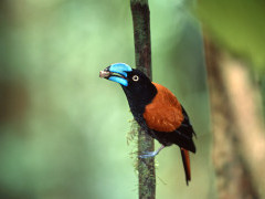 Helmet vanga in Masoala National Park, Madagascar.