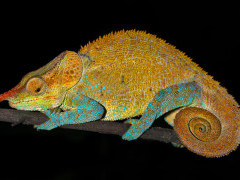 Blue-legged chameleon in Madagascar