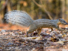 Boky-boky in Madagascar.