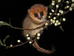Brown mouse lemur (microcebus rufus) in Ranomafana rainforest, Madagascar