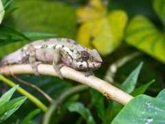 Panther chameleon in Masoala National Park, Madagascar