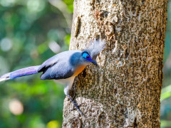 Crested coua in Madagascar