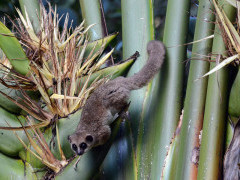 Crossley's dwarf lemur in Madagascar