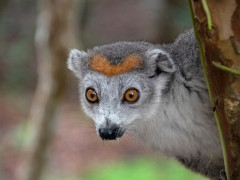 Crowned lemur in Madagascar