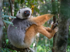 Diademed sifaka in Madagascar.
