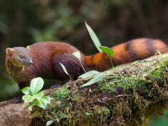 Eastern ring-tailed vontsir in Madagascar.