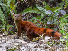 Eastern ring-tailed vontsir in Madagascar.