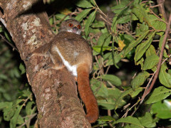 Eastern woolly lemur in Madagascar