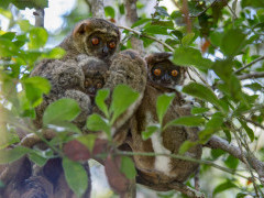 Eastern woolly lemur in Marojejy National Park, Madagascar.