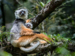 Diademed sifaka carrying infant in Madagascar.