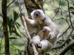 Silky safaka in Marojejy National Park, Madagascar.