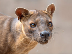 Fosa in Madagascar