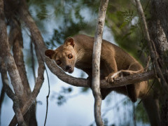 Fosa in Madagascar.
