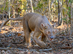Fosa in Madagascar.