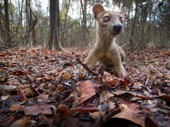 Fosa in Madagascar.