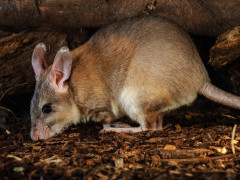 Giant jumping rat in Madagascar.