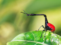 Giraffe weevil (trachelophorus giraffa) in Andasibe National Park, Madagascar