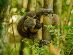 Golden bamboo lemur in Madagascar