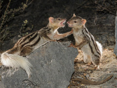 Grandidier's vontsira in Madagascar.