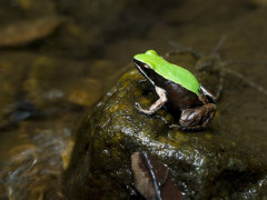 Green-backed mantella frog in Marjojejy National Park, Madagascar.