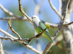 Grey-headed lovebird in Madagascar