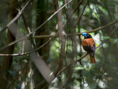 Helmet vanga in Marojejy National Park, Madagascar.