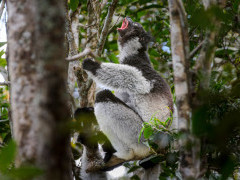 Indri in Madagascar.