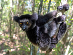 Indri in Madagascar